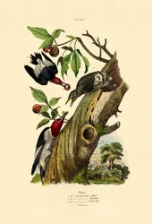赤毛のキツツキ、1833-39